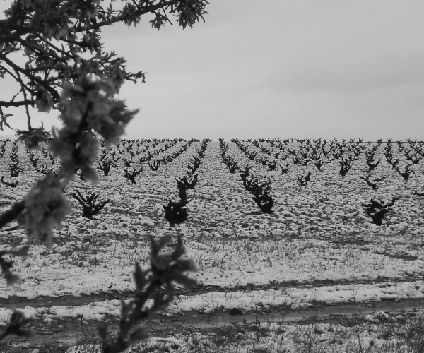 WINEMAKER